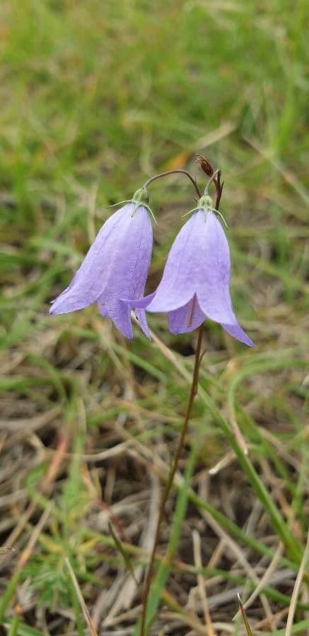 Campanula intaccata
