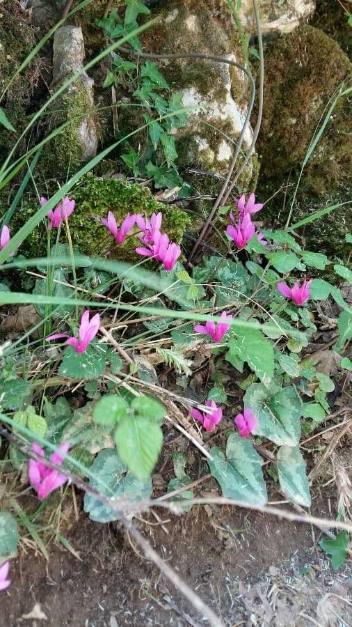 Ciclamino primaverile