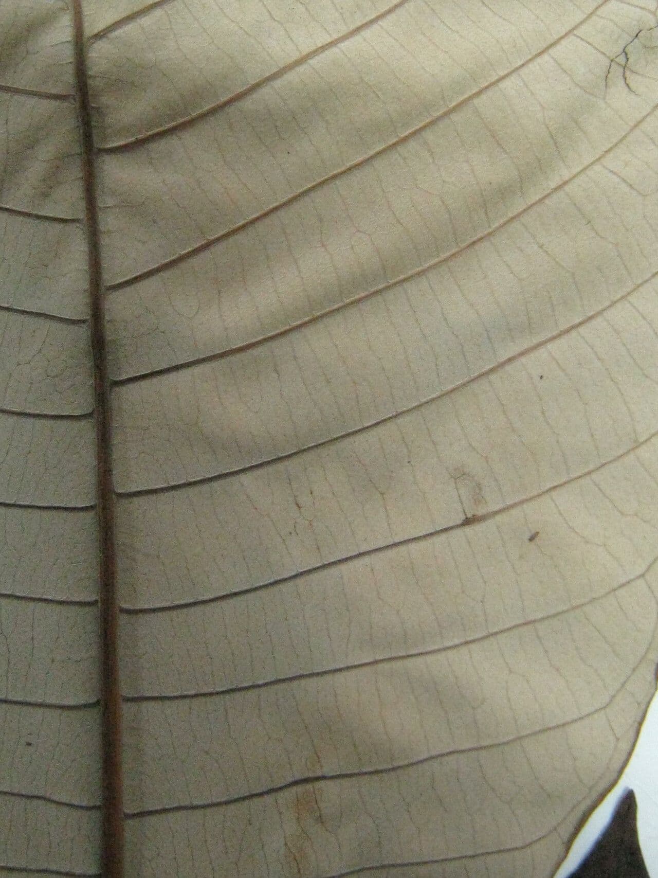 Isertia hypoleuca 5