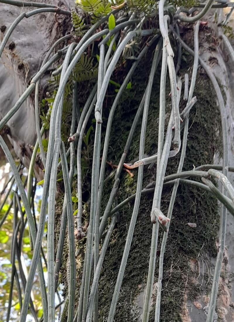 Rhipsalis 11