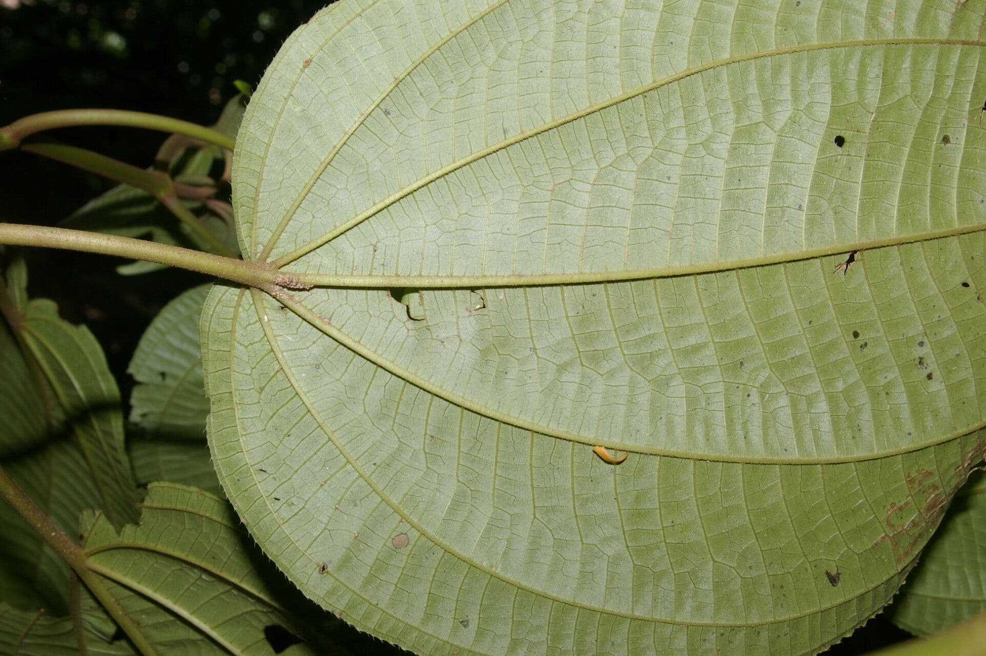 Miconia 11