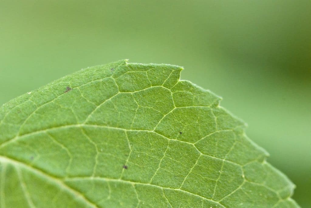 Agastache nepentoide 13