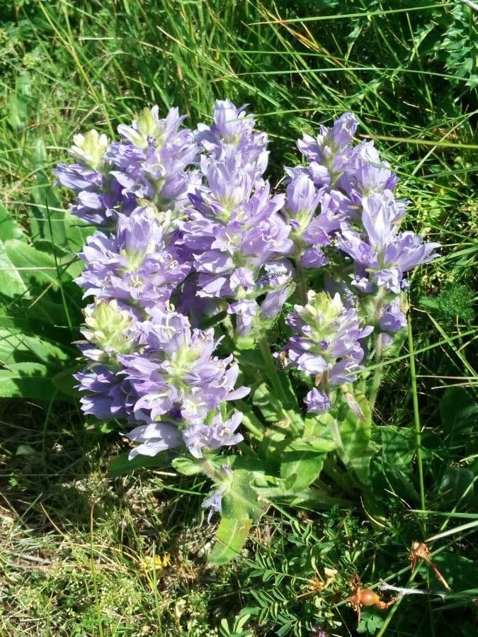 Campanula spigata 22