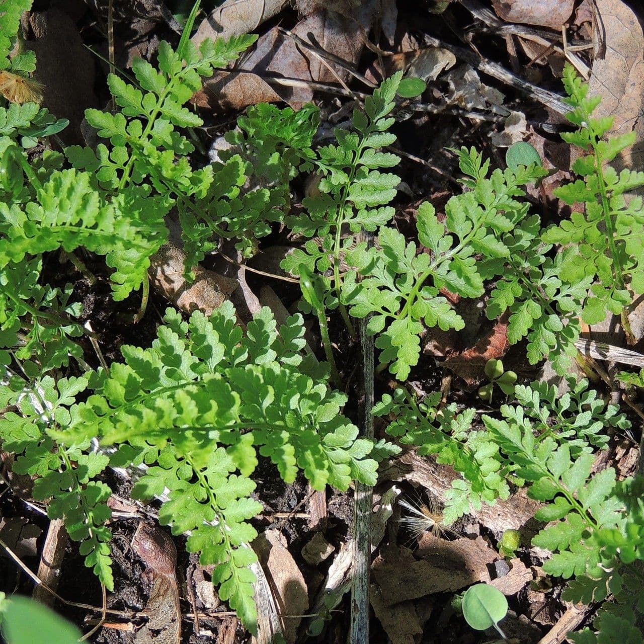 Cystopteris protrusa
