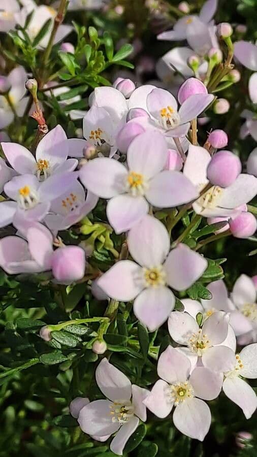 Boronia 2