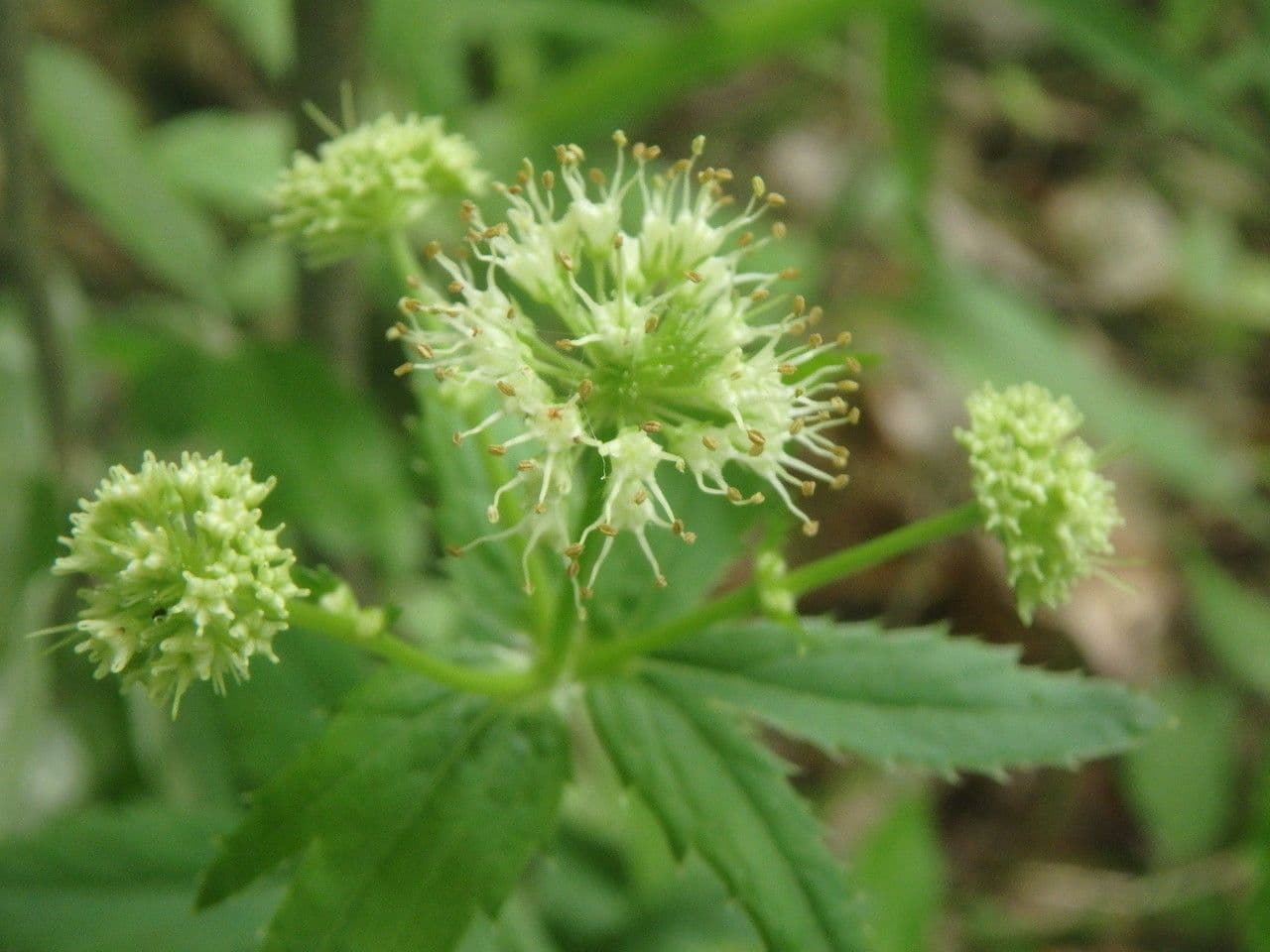 Samorostnice marilandská 6