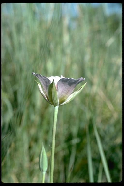 Calochortus 5