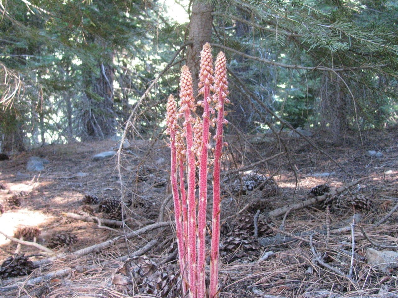 Pterospora andromedea 11