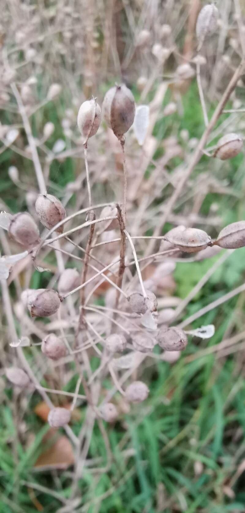 Camelina 22