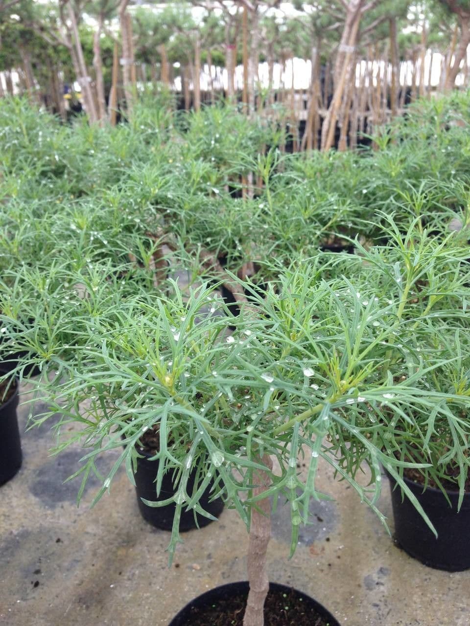 Argyranthemum 10
