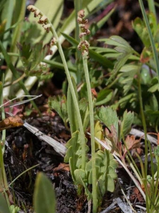 Botrychium 12