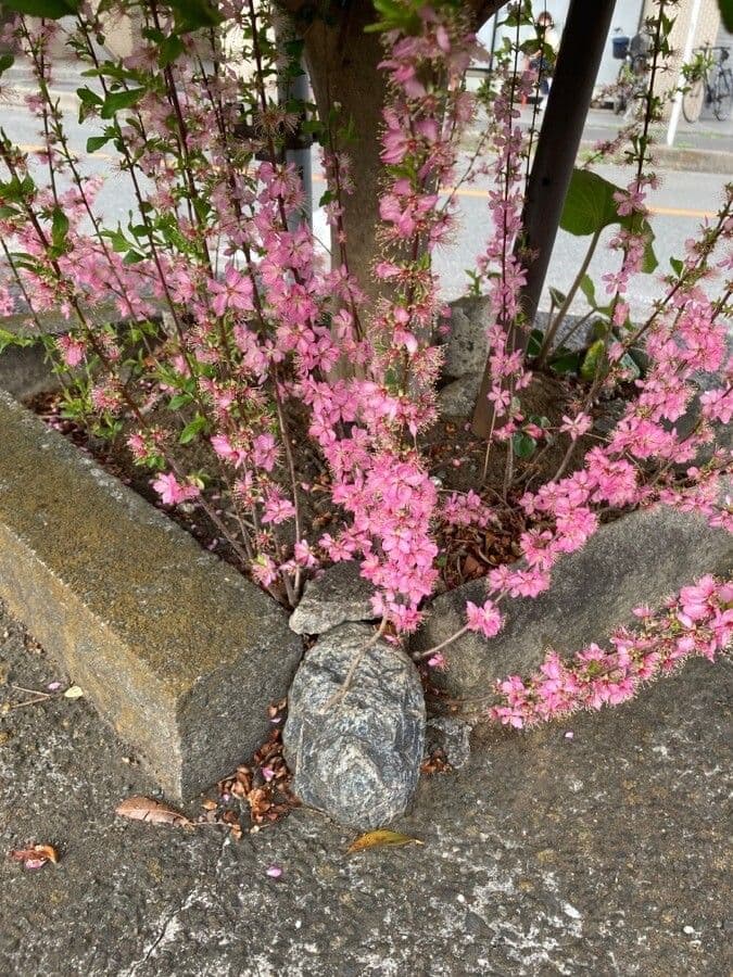 Chinese bush cherry 7