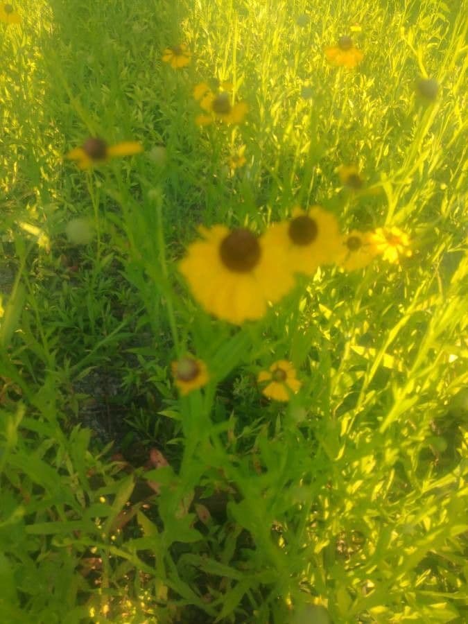 Helenium flexuosum 2