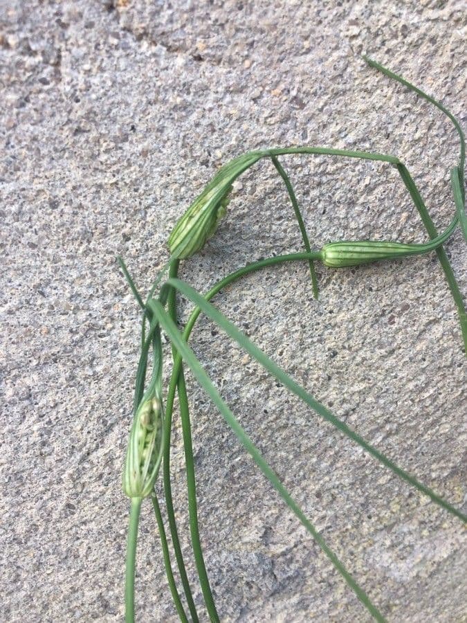 Kohl-Lauch 18