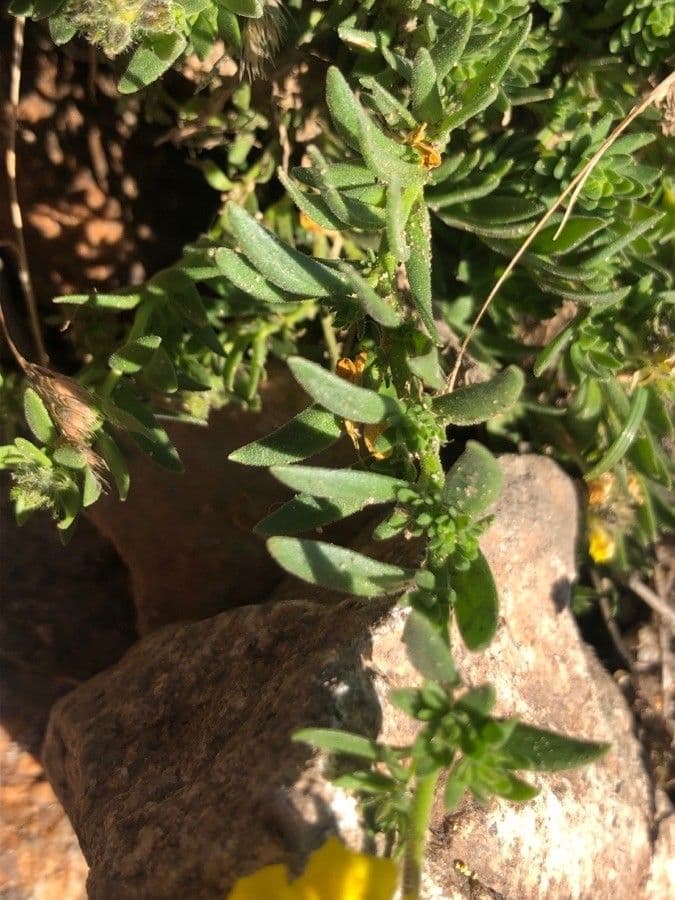 Linaria saxatilis 13