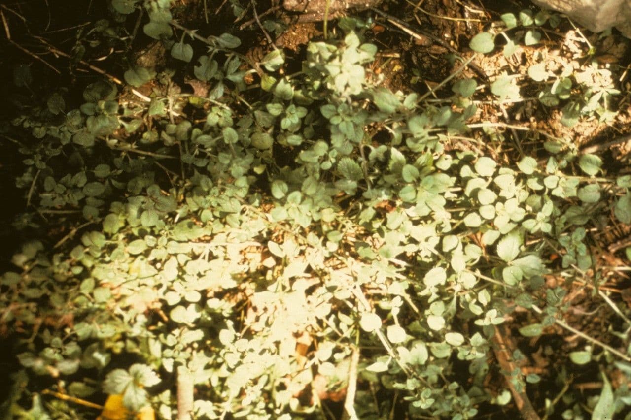 Lisimachia giapponese 2