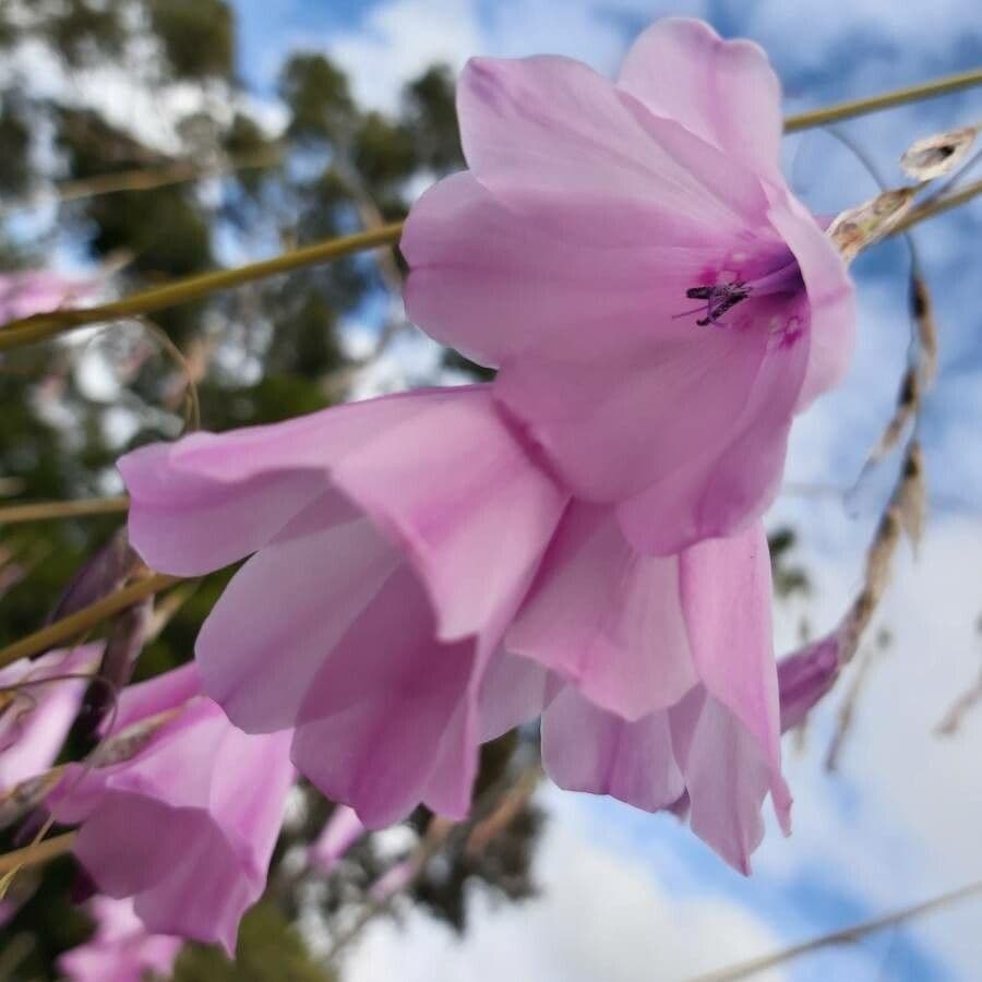 Dierama 2