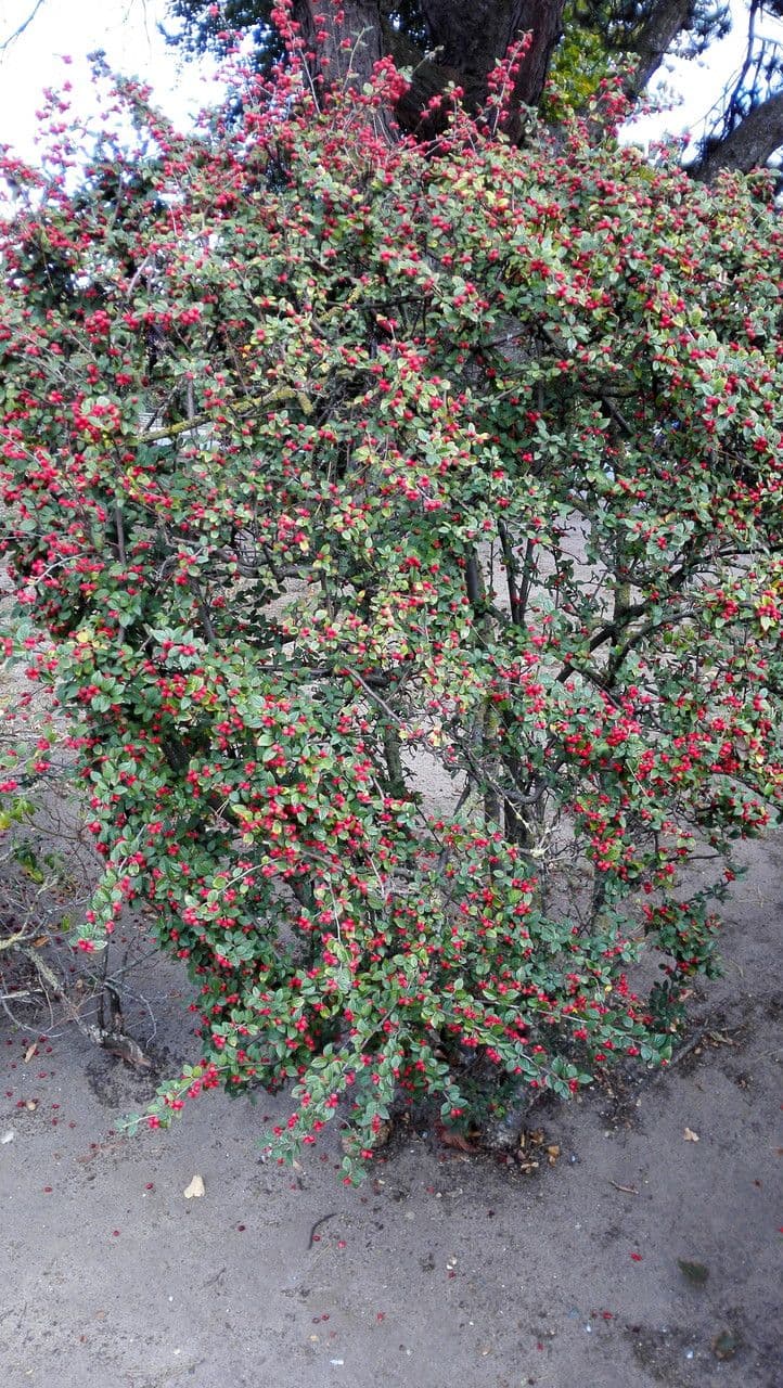 Cotoneaster de Diels 10