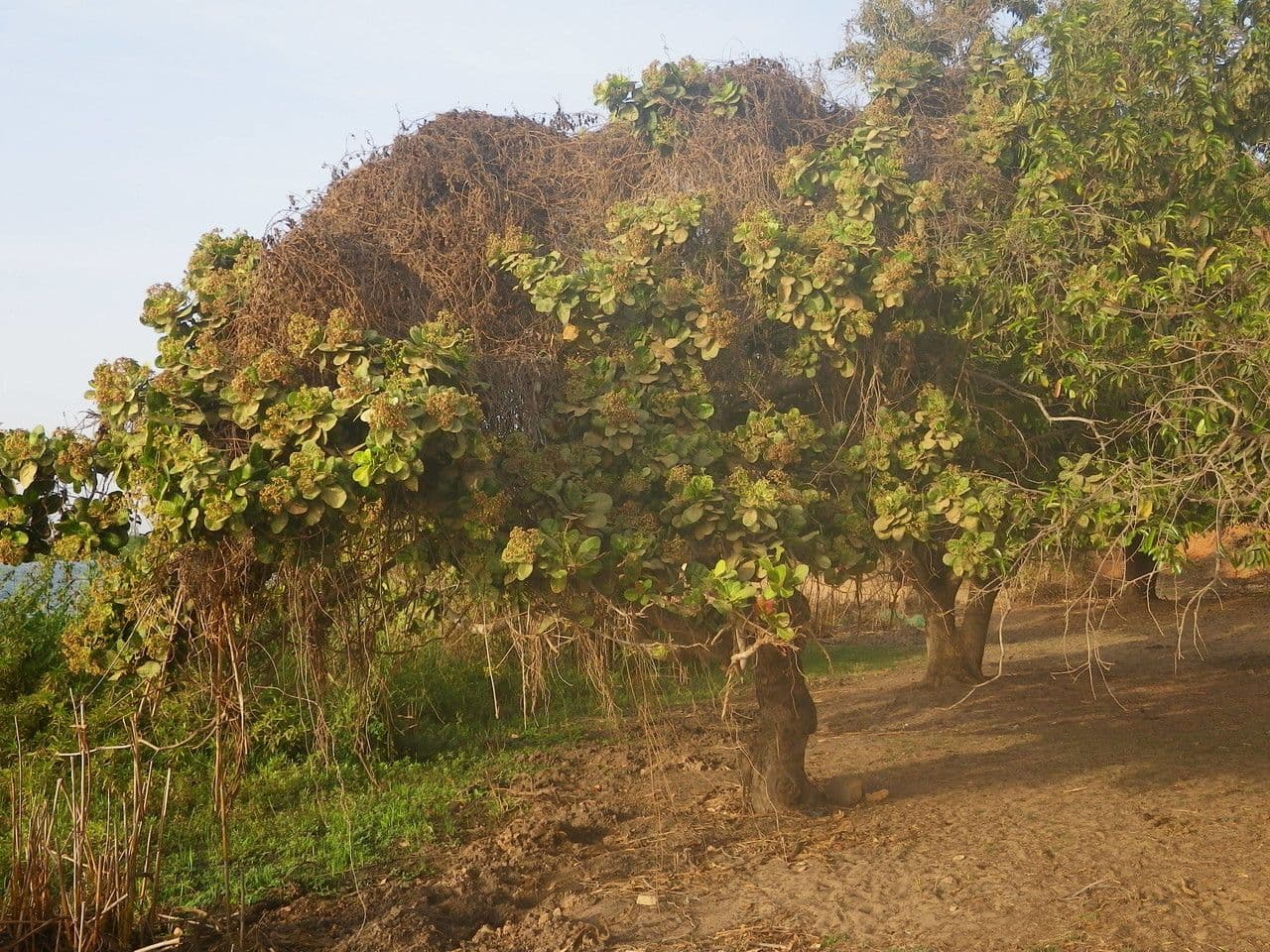 Anacardio 13