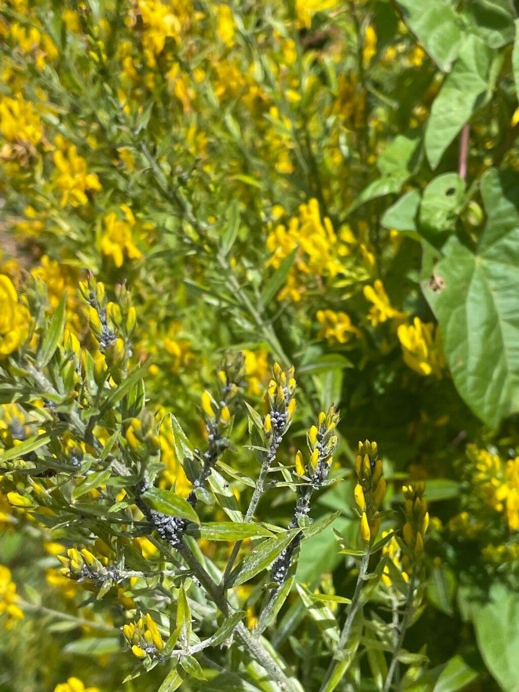 Ginestra 13