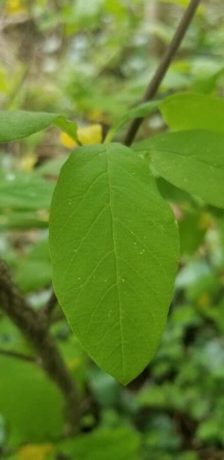 Oemleria cerasiformis 9