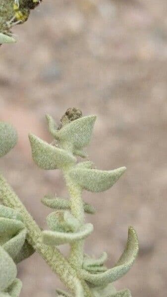 Atriplice imbricata 9