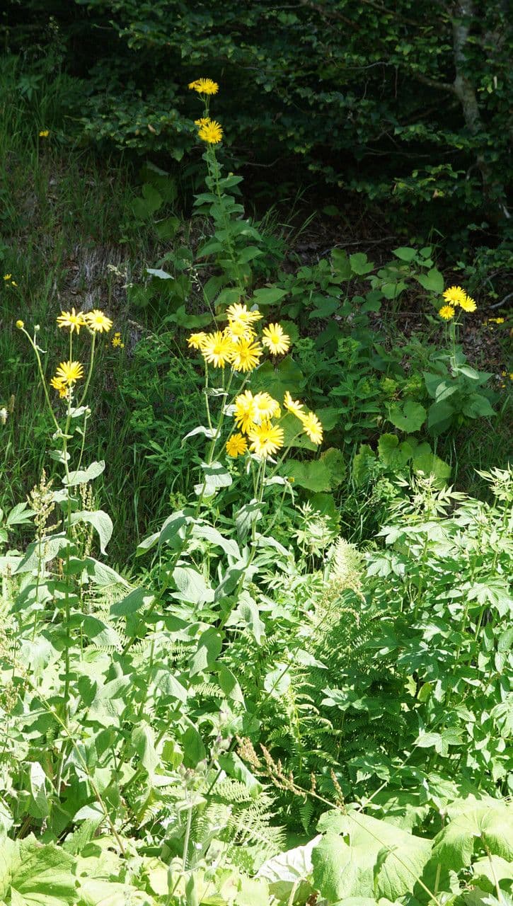 Doronicum austriacum 9