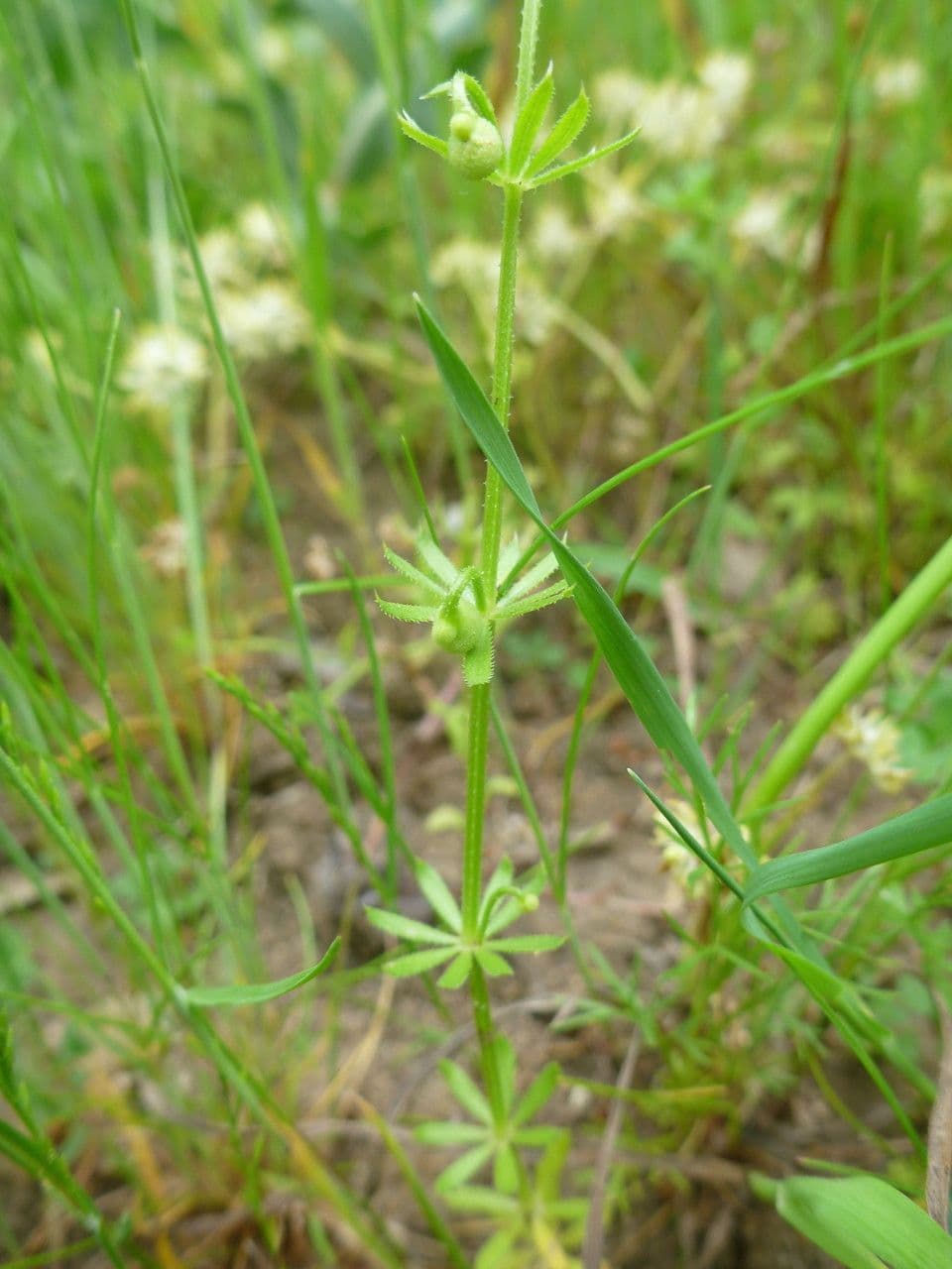 Corn-cleavers 23
