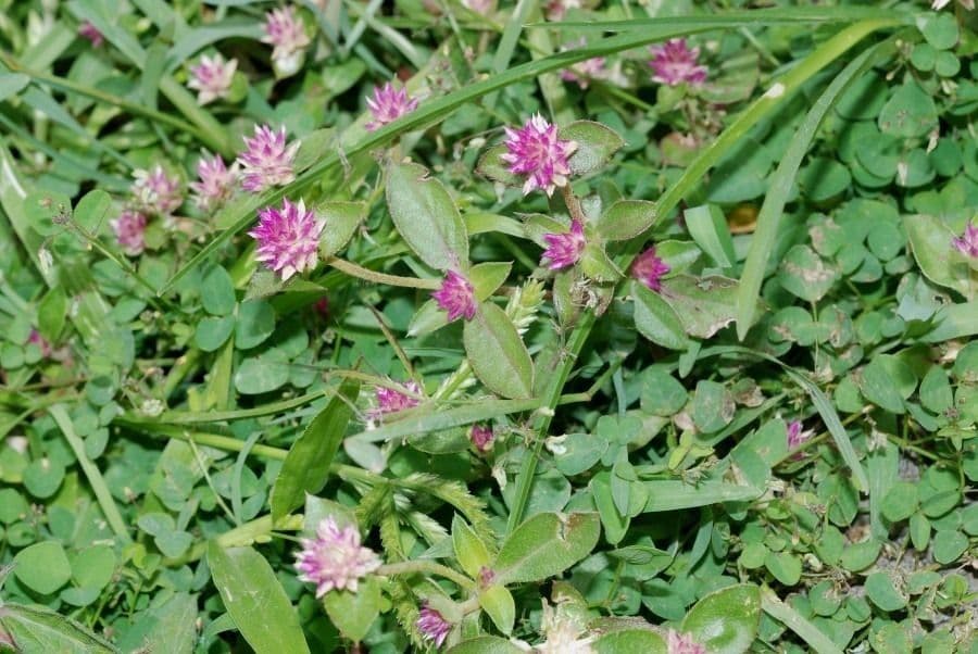 Gomphrena serrata 8