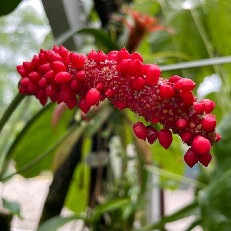 Anthurium di Baker