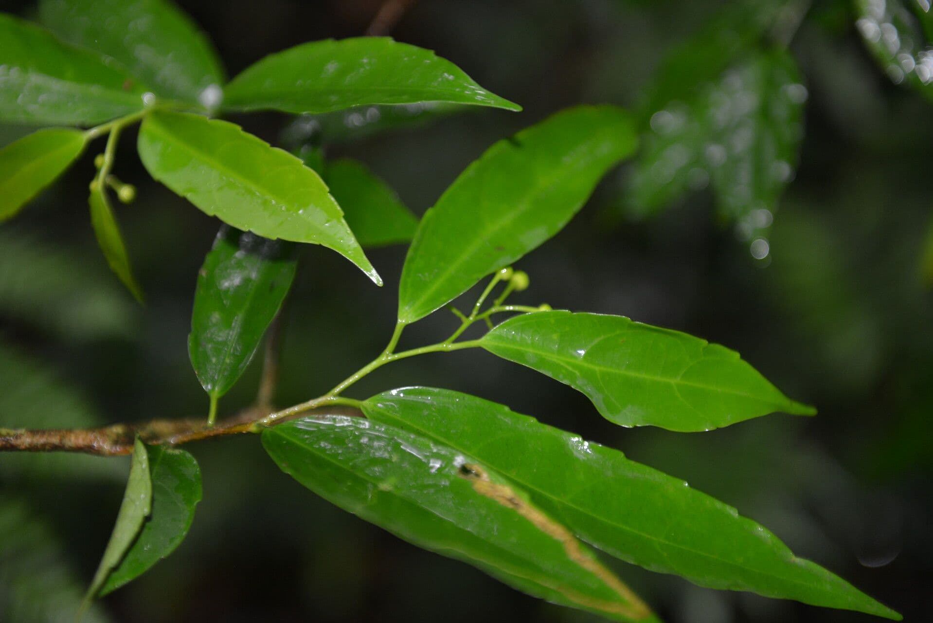 Hasseltiopsis 6