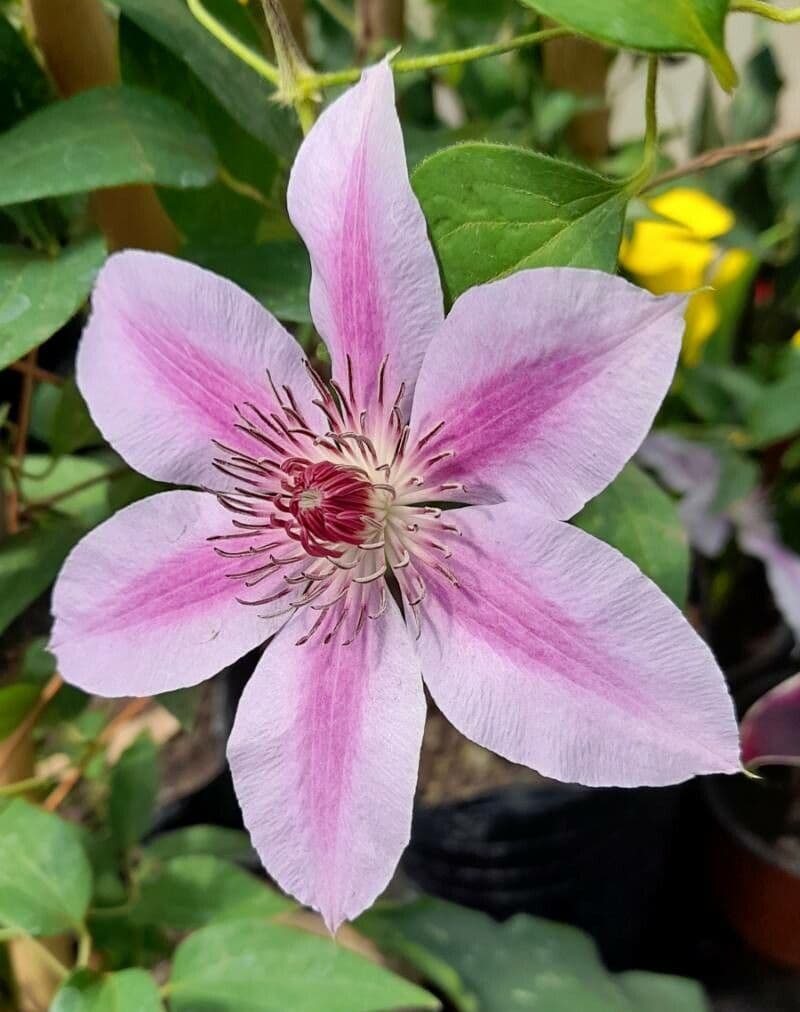 Clematis 3