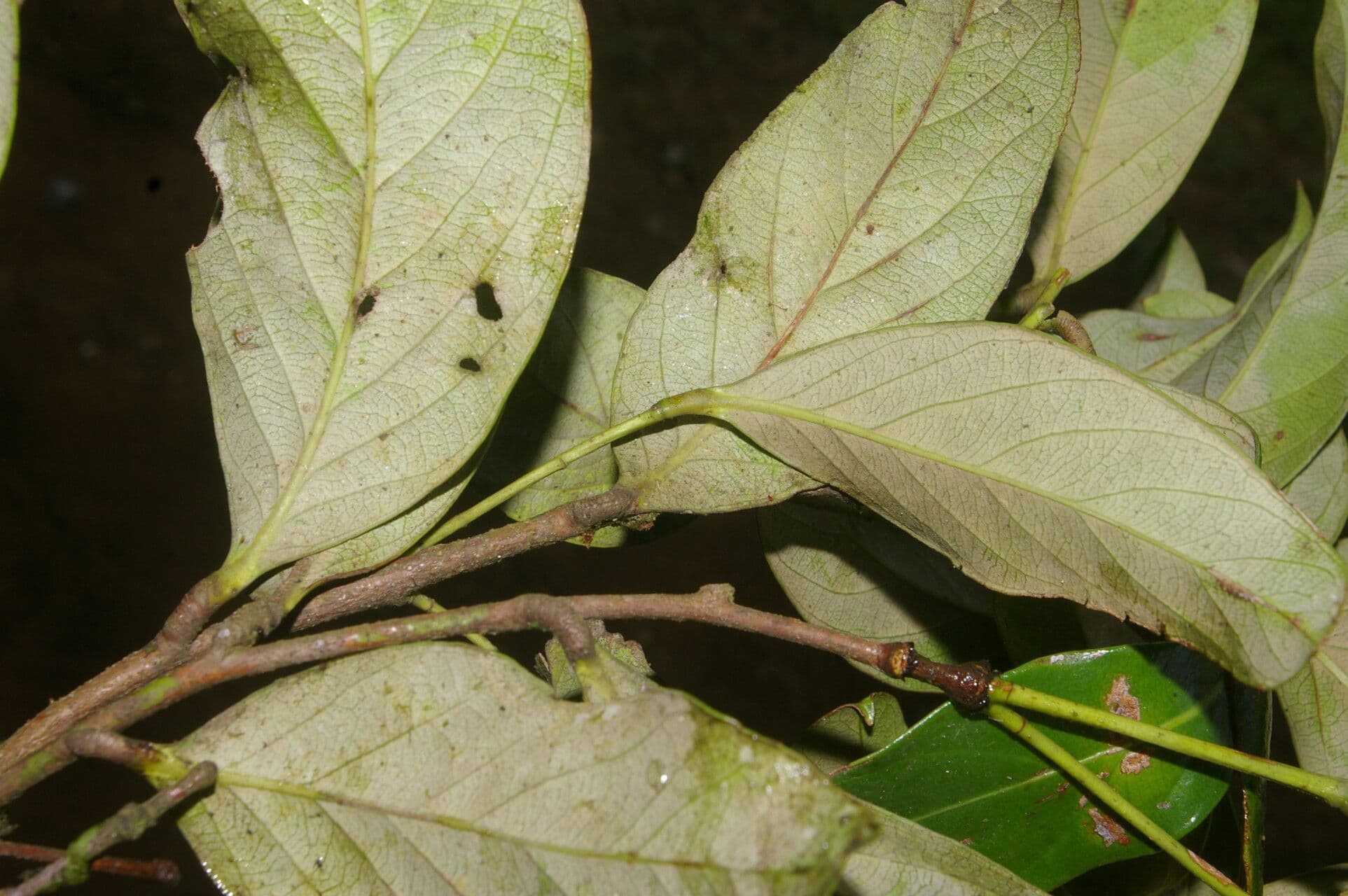 Geobalanus Riverae 6