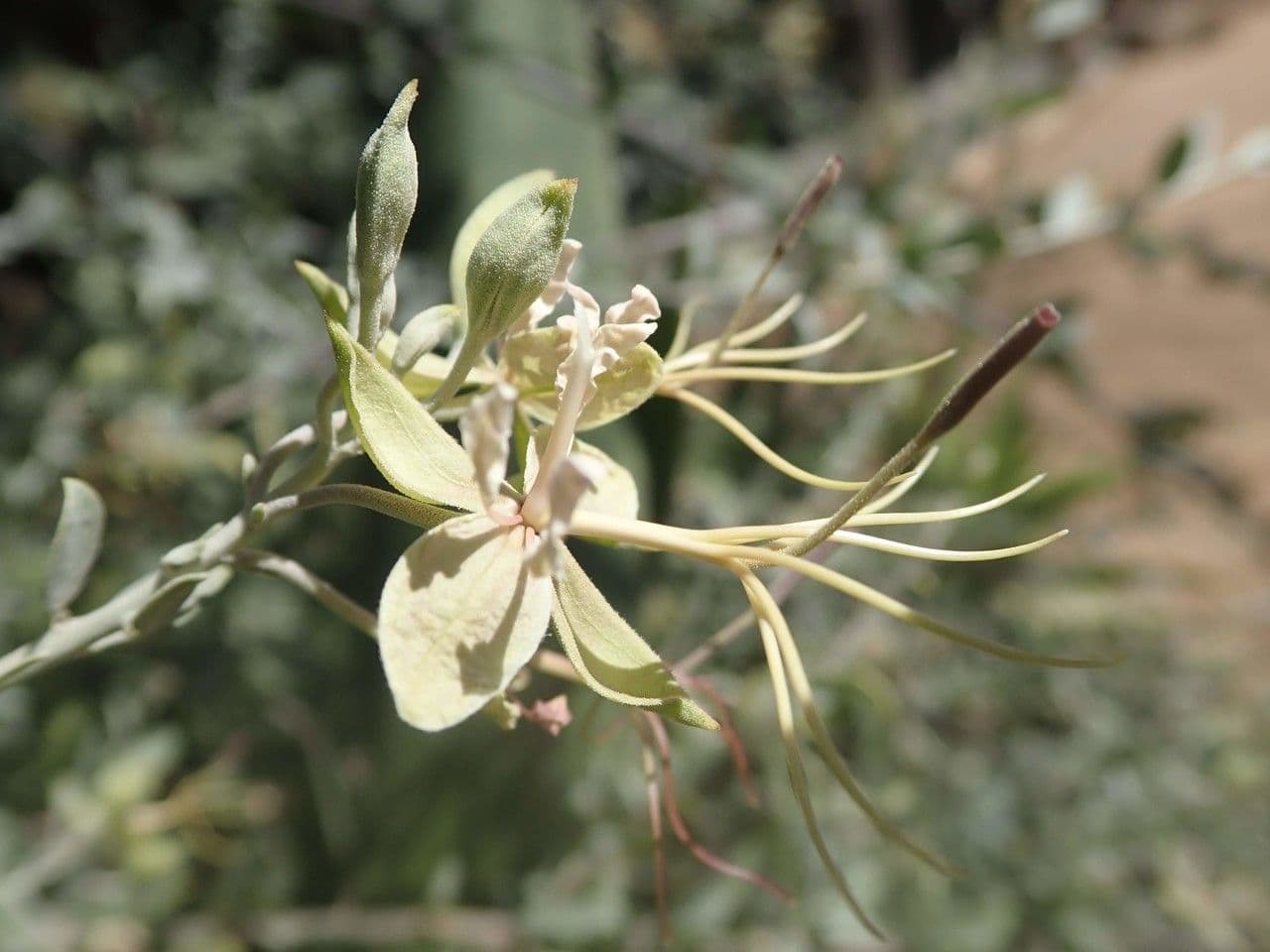 Cadaba farinosa