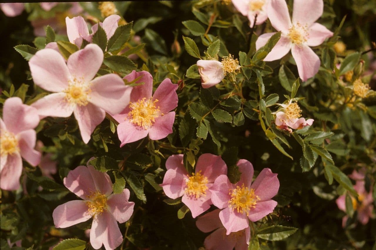 Rosa 12