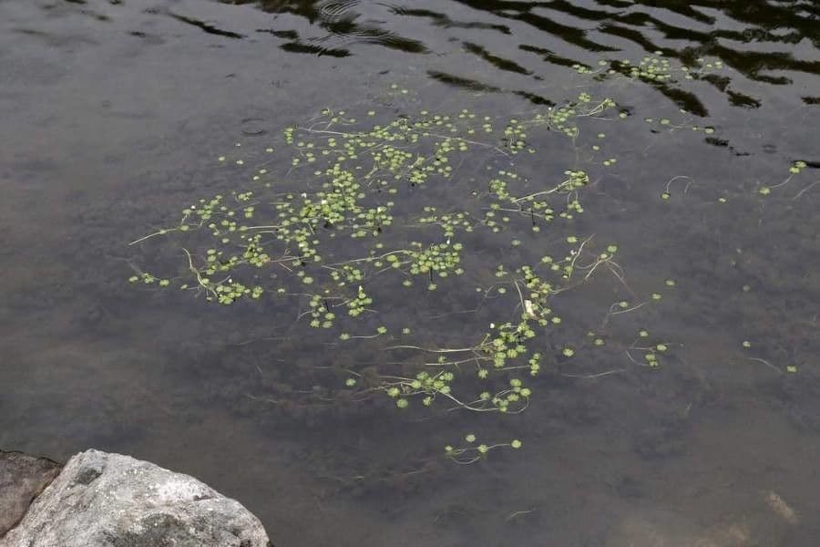 Ranuncolo acquatico 14