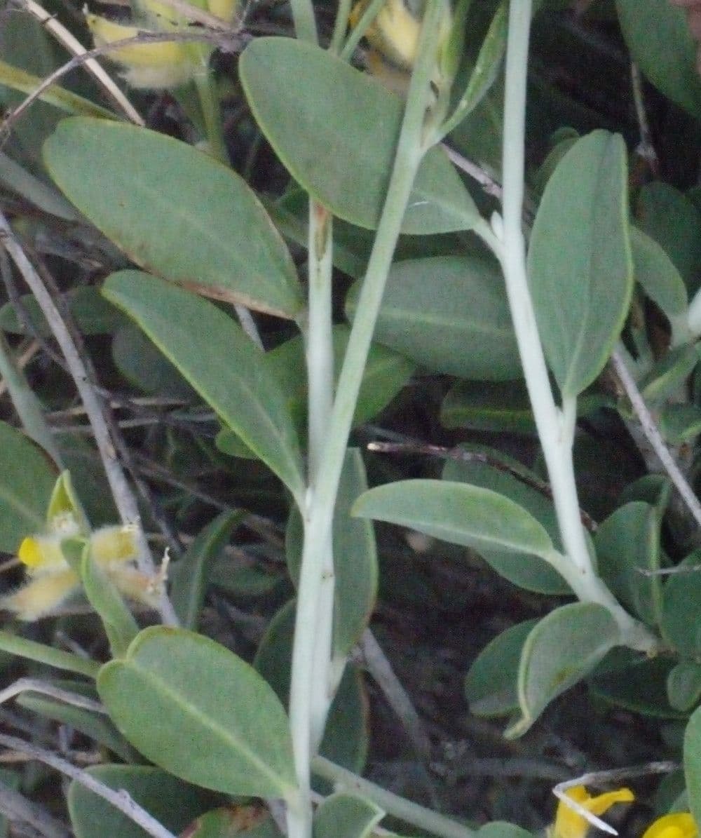 Przelot 26