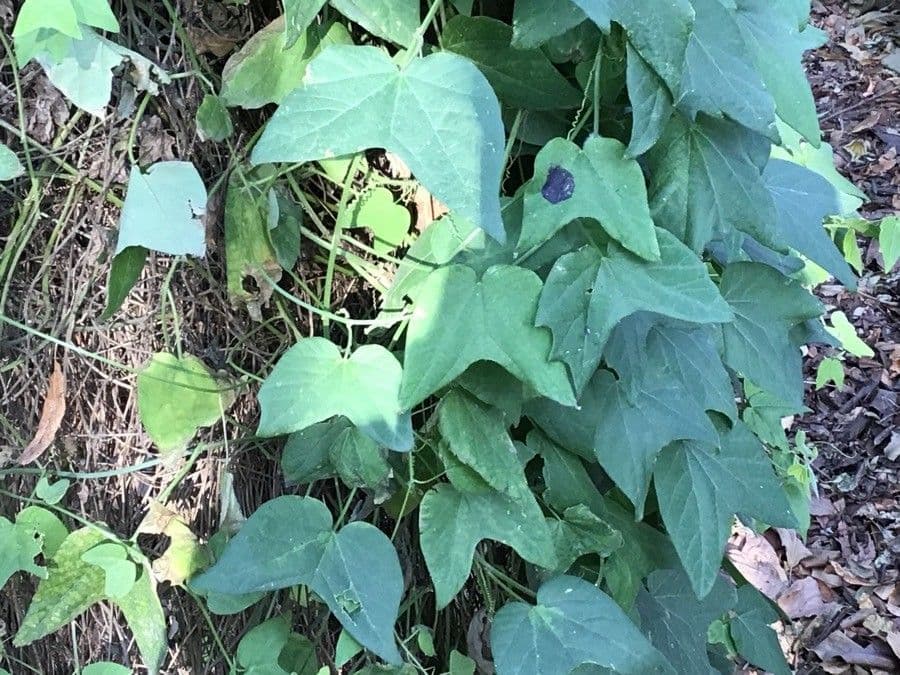 Passiflora capsulare 9