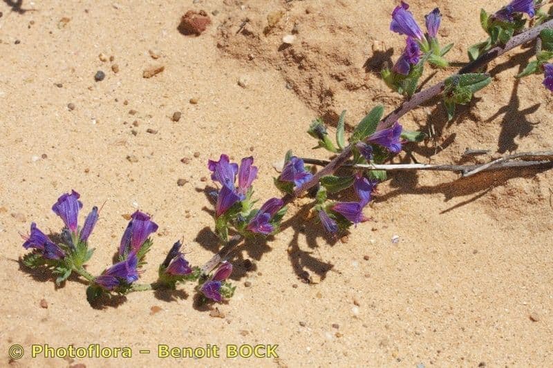 Echium 6