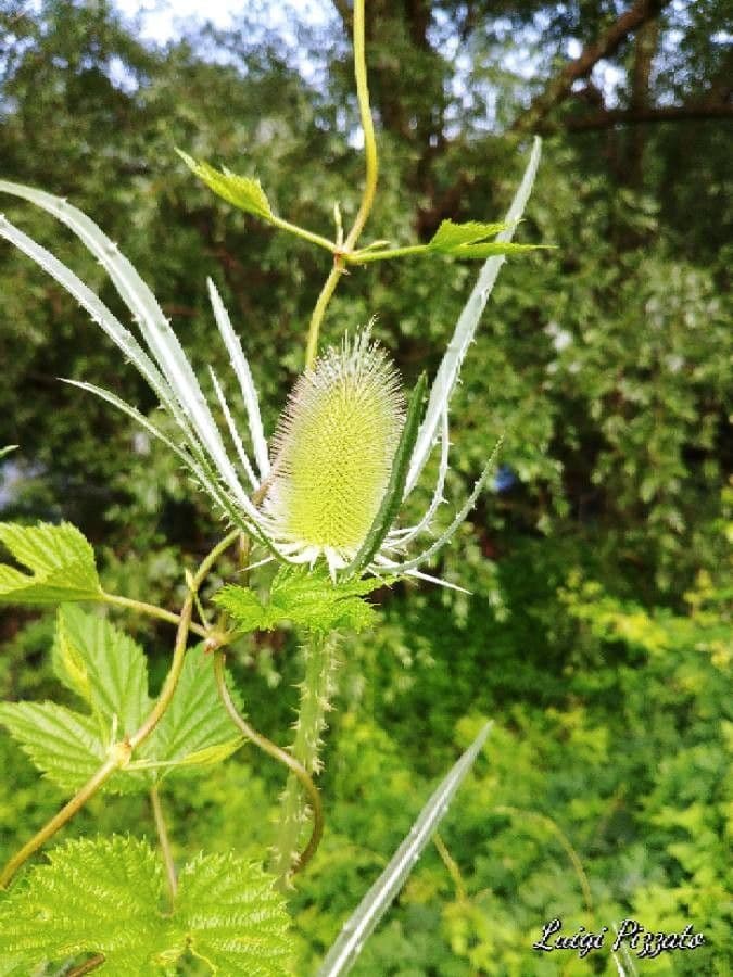Wilde Karde 8