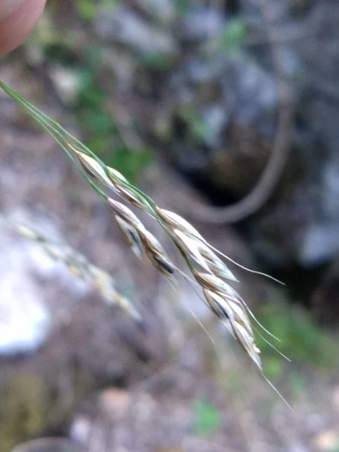 Achnatherum paradoxum 5