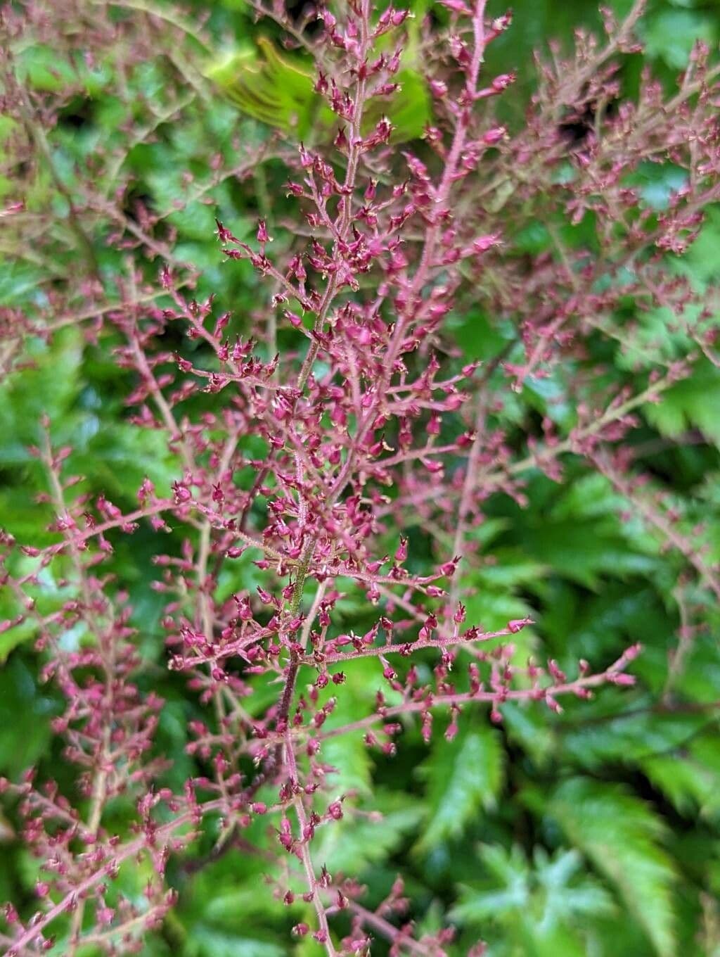 Astilbe 3