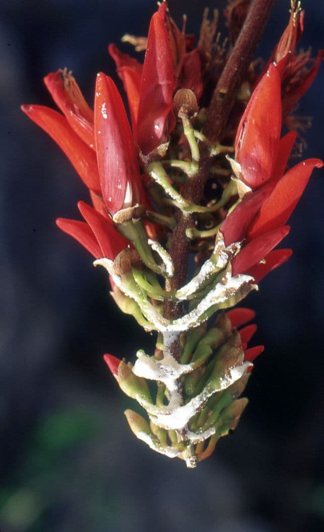 Eritrina variegata 2