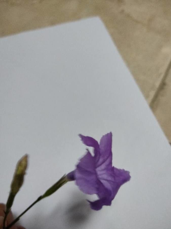 Ruellia geminiflora 3