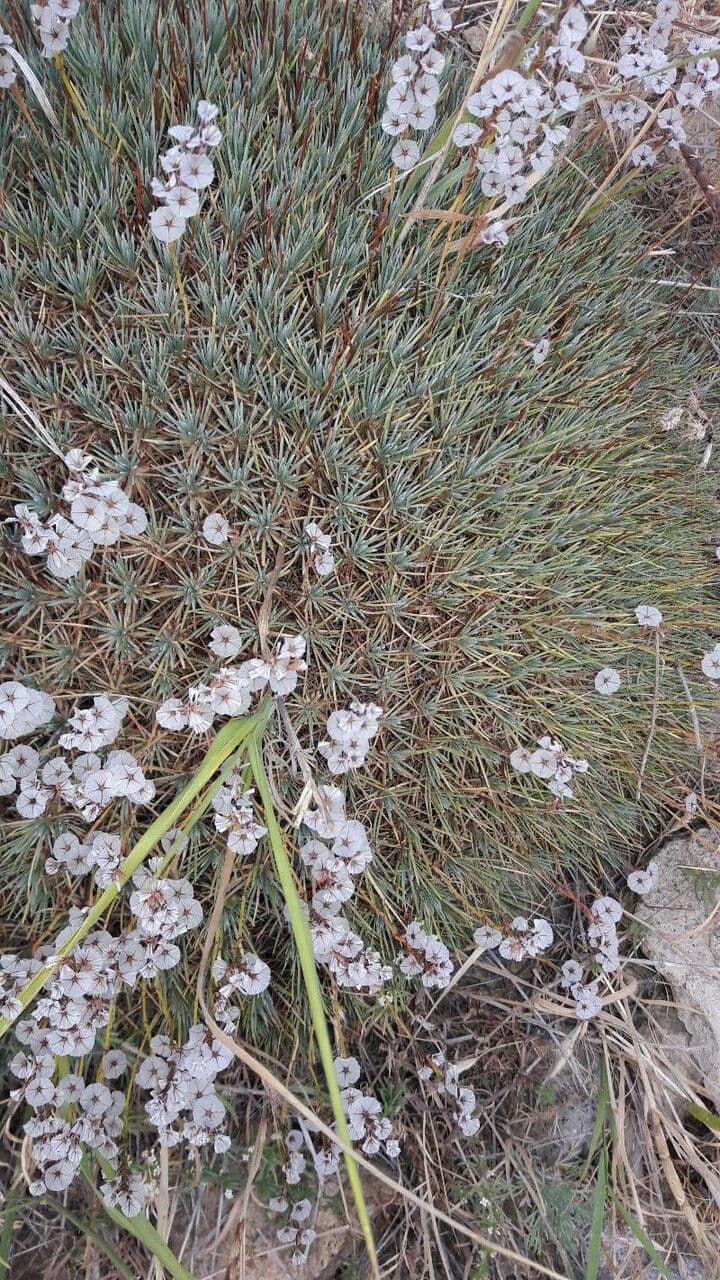 Acantholimon 2