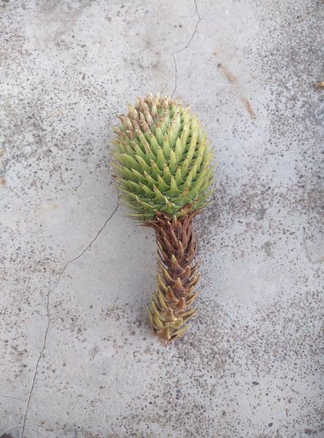 Araucaria 11