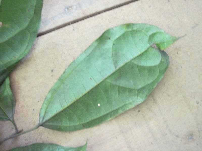 Glycydendron 4