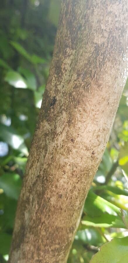 Pseudopanax 7