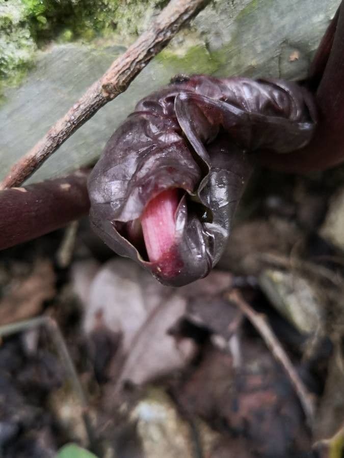 Taro 33