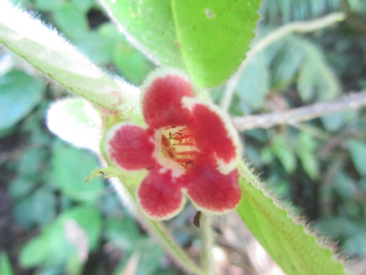Drymonia pelosa 8